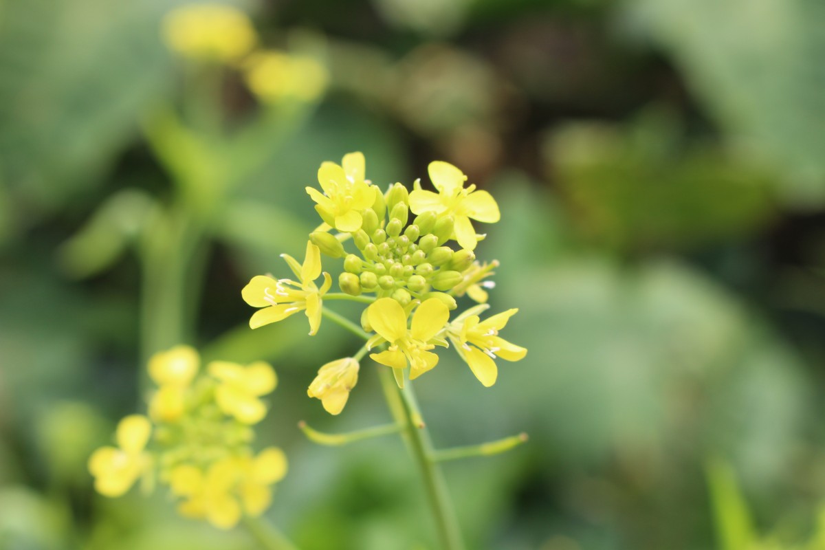 Brassica juncea (L.) Czern.